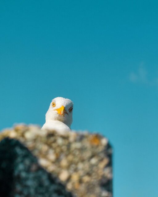 07/08/23 - 10h32 - Coucou 🐦 
•
#saintmalo #mouette #seagull #oiseau #bird