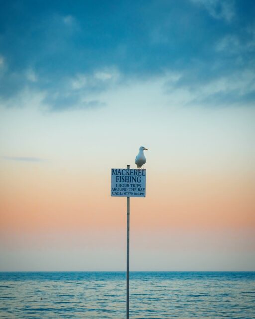 26/07/24 - 20h46 - Mackerel fishing
.
#mackerel #fishing #mackerelfishing #beervillage #beerdevon #devon #devonshire #visitdevon #southwestuk #ukcoast #jurrasiccoast #dorset #dorsetcoast