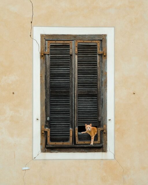 Évasion en cours 🐈 
•
•
•
•
•
#cat #catsofinstagram #catlover #cats #gato #catstagram #katze #instacat #catlife #catlovers #cutecat #kitten #meow #catoftheday #kitty #cute #gatto #catlove #neko #gatos #catphoto #animals #kittensofinstagram #kittens #instacats #petsofinstagram #rennes