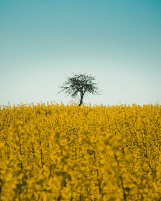 11/04/25 - 17h33 - L’arbre et le champ de colza.

#champ #colza #arbre #tree #printemps #spring