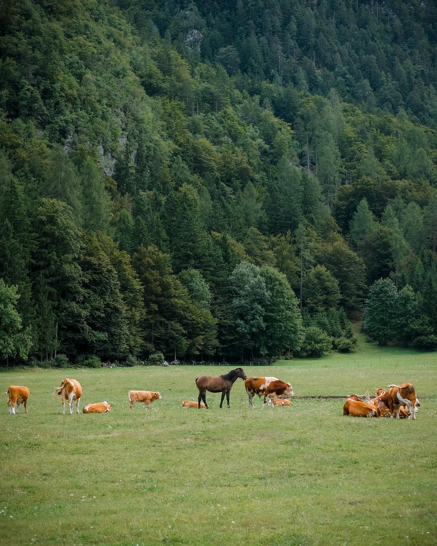 22/07/25 • 12h02 • Cherchez l’intrus 🐮🐮🐮🐴🐮
•
•
•
•
•
#slovenia #slovenija #visitslovenia #slovenia #sloveniatravel #ifeelslovenia #slovenia_ig #feelslovenia #igslovenia #slowenien #radovna #radovnavalley