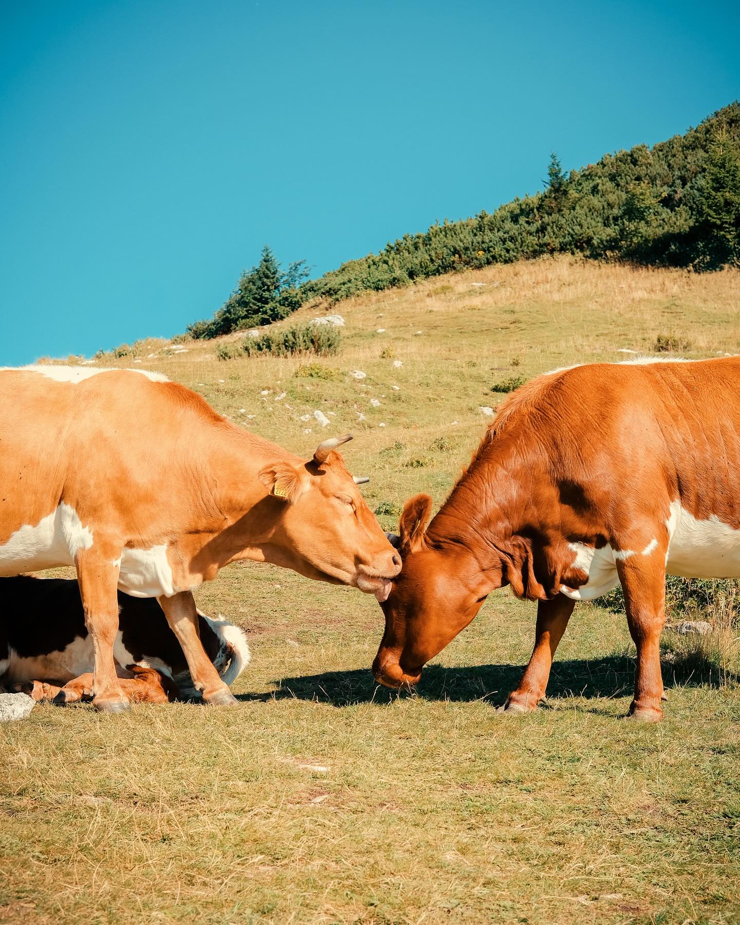 04/08/25 • 10h04 • L’amour vache 🐮 
•
•
•
•
•
#slovenia #slovenija #visitslovenia #slovenia #sloveniatravel #ifeelslovenia #slovenia_ig #feelslovenia #igslovenia #slowenien #velikaplanina #vache #cow