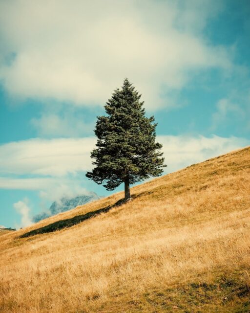 04/08/25 • 11h02 • Sapin
•
#slovenia #slovenija #visitslovenia #slovenia #sloveniatravel #ifeelslovenia #slovenia_ig #feelslovenia #igslovenia #slowenien #velikaplanina