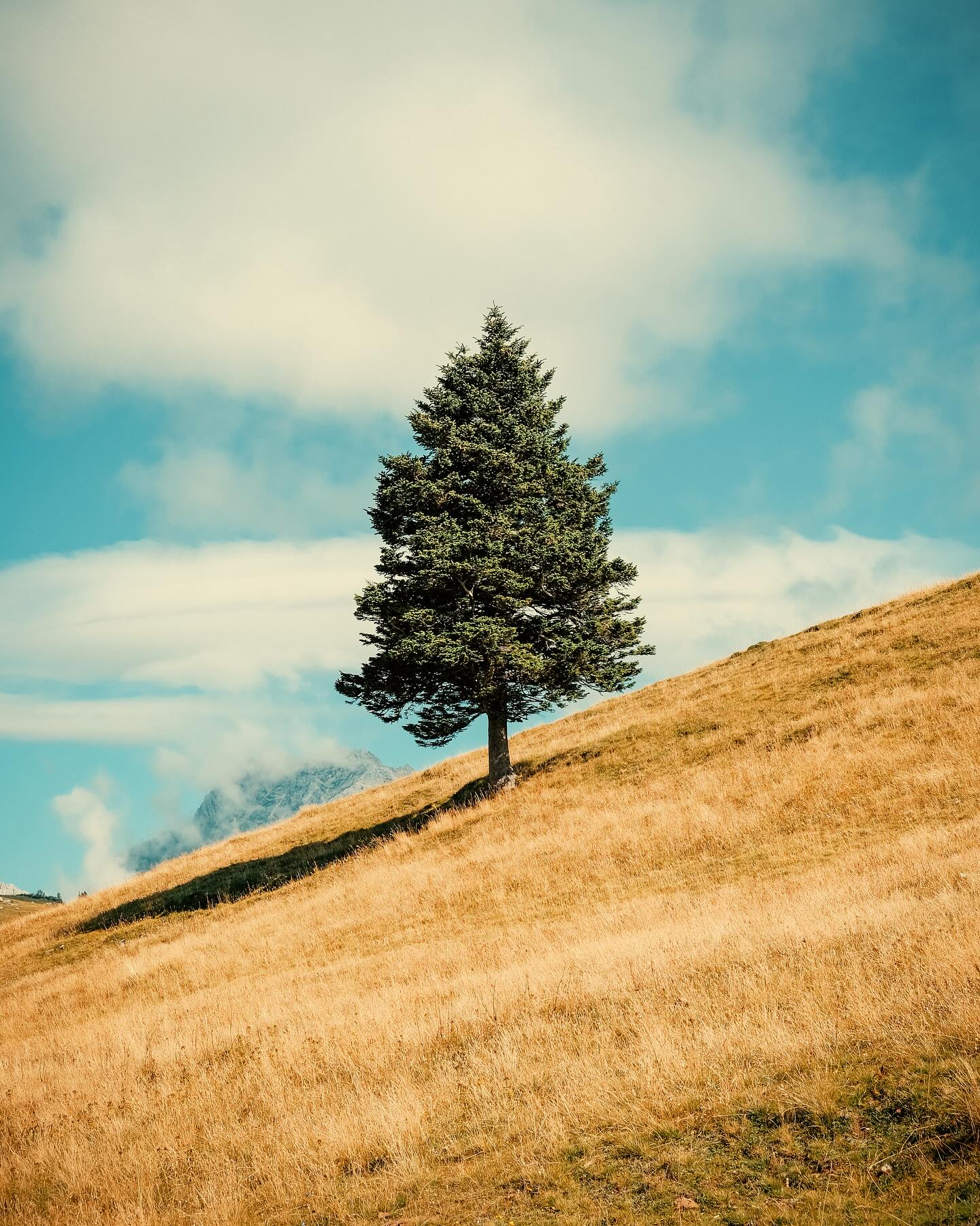 04/08/25 • 11h02 • Sapin
•
#slovenia #slovenija #visitslovenia #slovenia #sloveniatravel #ifeelslovenia #slovenia_ig #feelslovenia #igslovenia #slowenien #velikaplanina