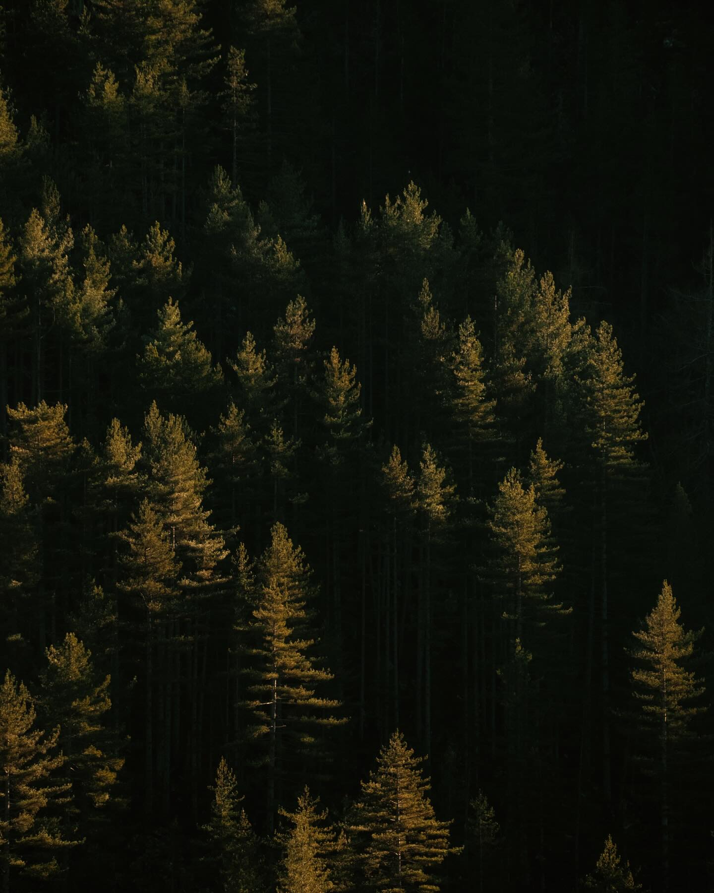 29/12/25 • 14h51 • Sapins 🌲
•
#cevennes #cevennestourisme #lozere #lozeretourisme
