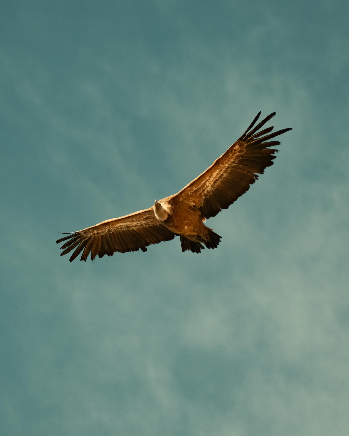 03/01/26 • 14h42 • Vautour fauve 🦅
#gorgesdutarn #vautour #vautourfauve #rapace