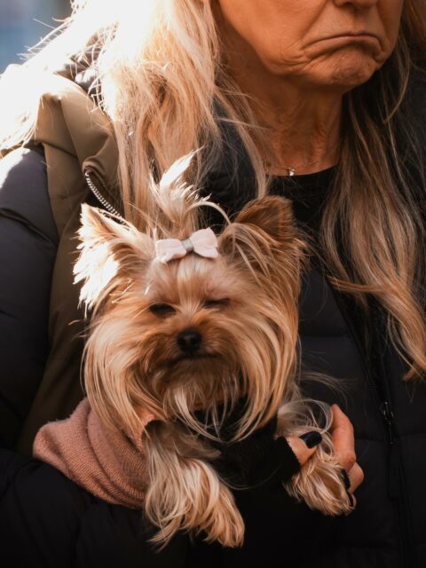 10/12/25 • 13h19 • Tel maître, tel chien 🐶 
•
#chien #dog