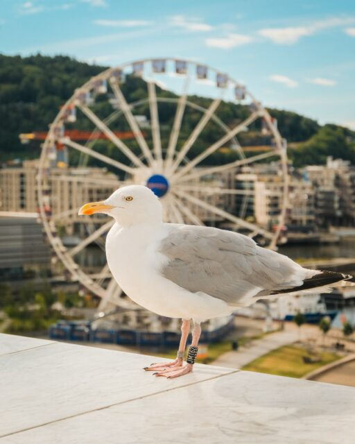 07/08/26 • 09h40 • Passion goéland 🐦 
•
#oslo #norway #norge #goeland #seagull