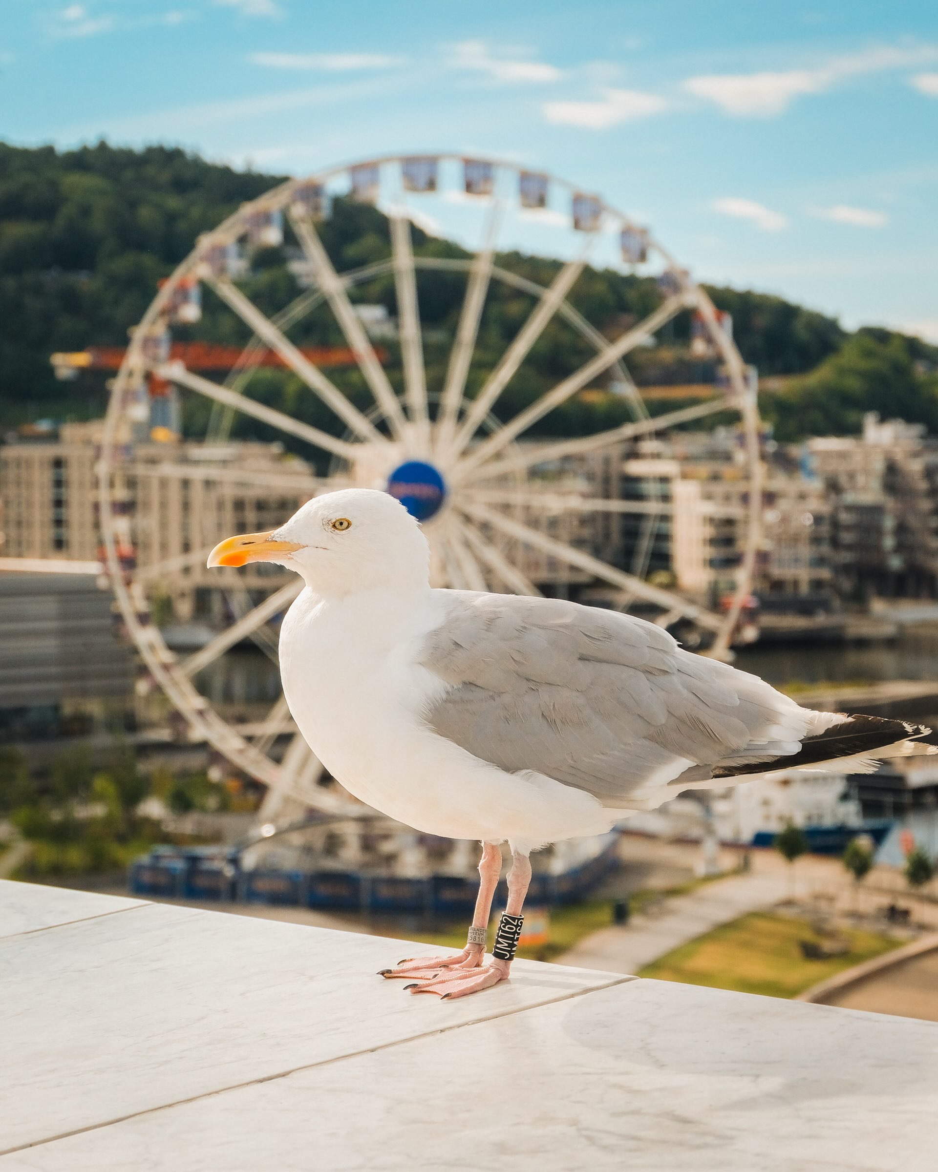 07/08/26 • 09h40 • Passion goéland 🐦 
•
#oslo #norway #norge #goeland #seagull